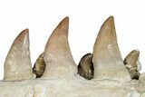 Mosasaur (Prognathodon) Jaw with Six Teeth - Morocco #276702-3